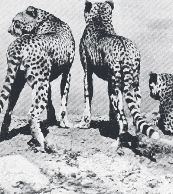 Black-and-white historical photograph of three cheetahs