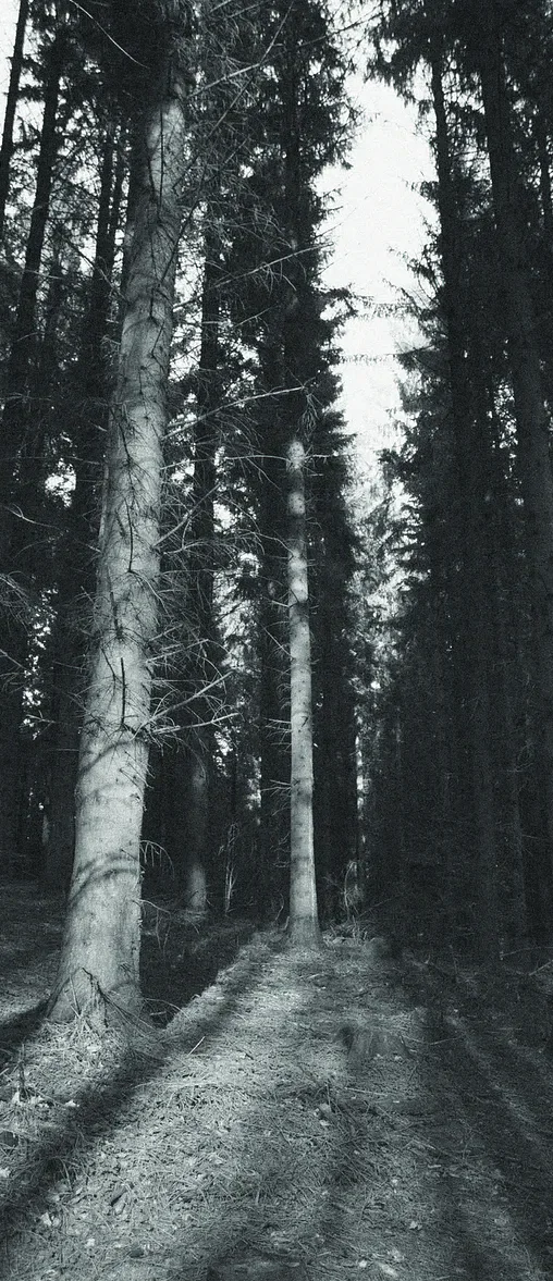 A narrow path leading through a dense, dark forest in a monochrome photograph