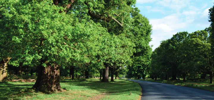 Tree-lined road through a green park