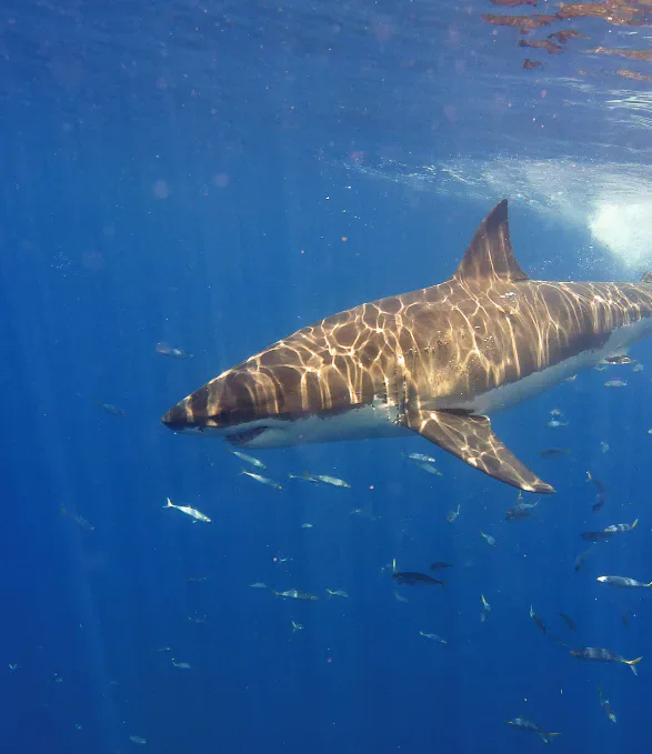 A great white shark swimming underwater.