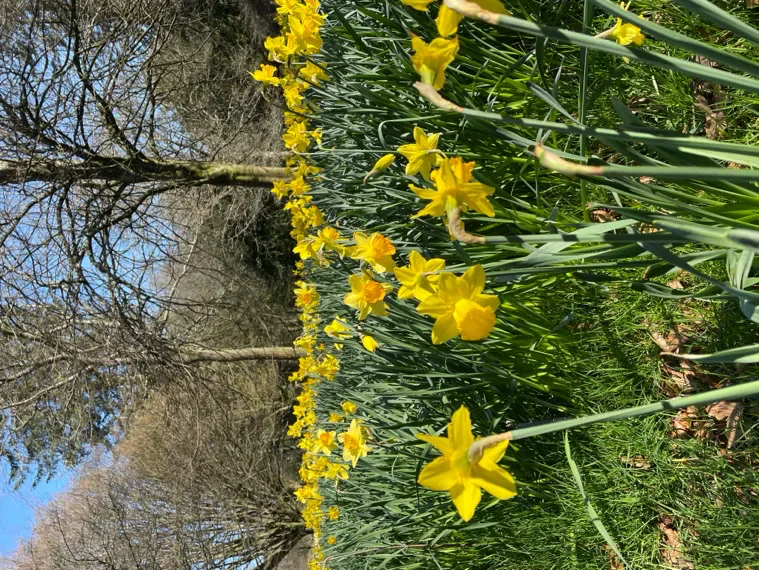 Daffodils flowering beneath trees.