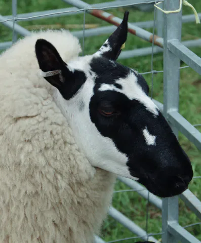 A black-faced sheep standing beside a metal field fence.