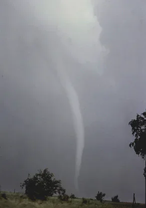A tornado funnel descending from a grey storm cloud near trees.