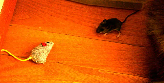 A live mouse beside a toy mouse on a wooden floor.