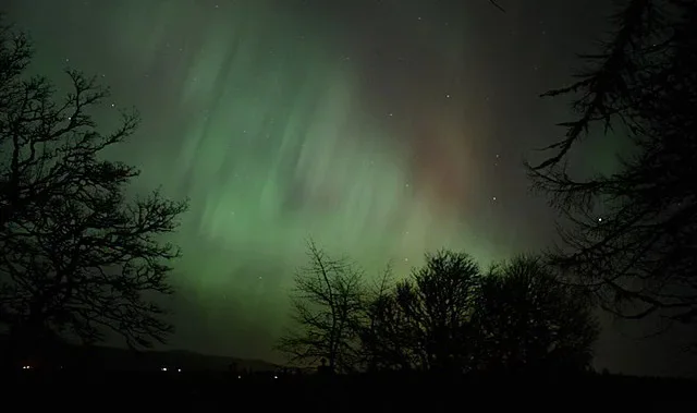 Green Northern Lights visible above silhouetted trees at night.