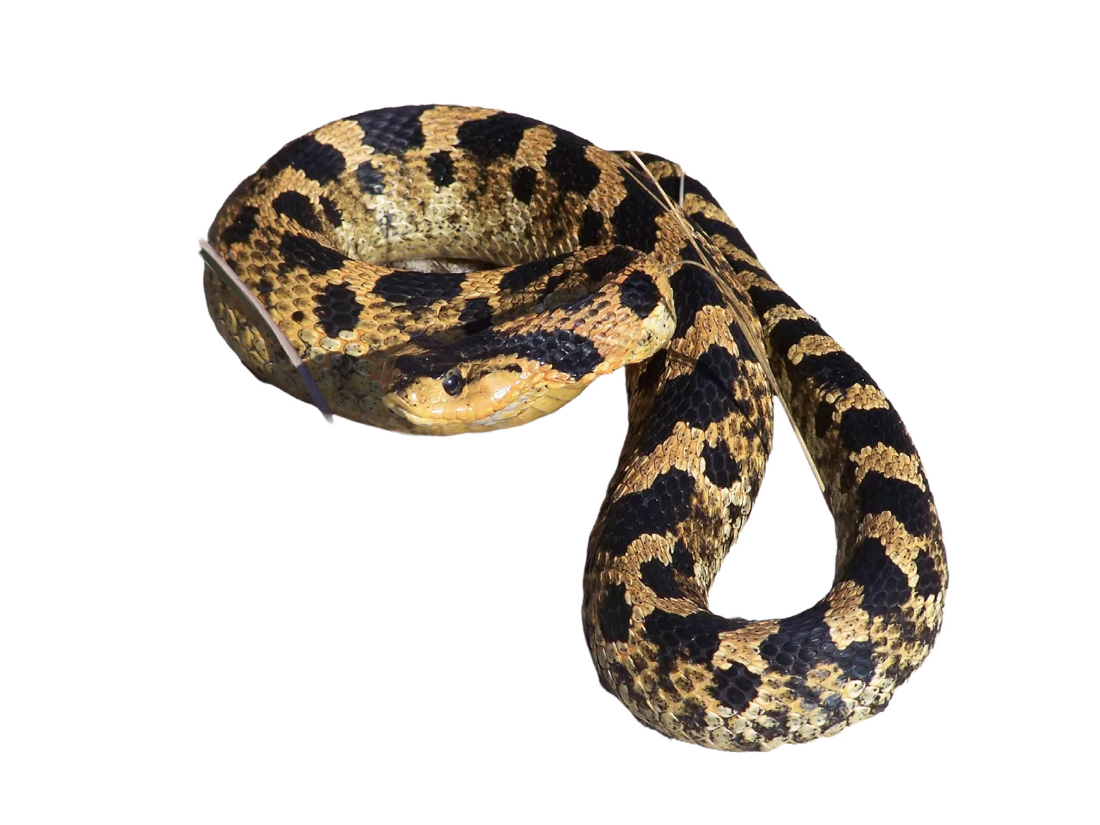 A patterned snake coiled on a pale background