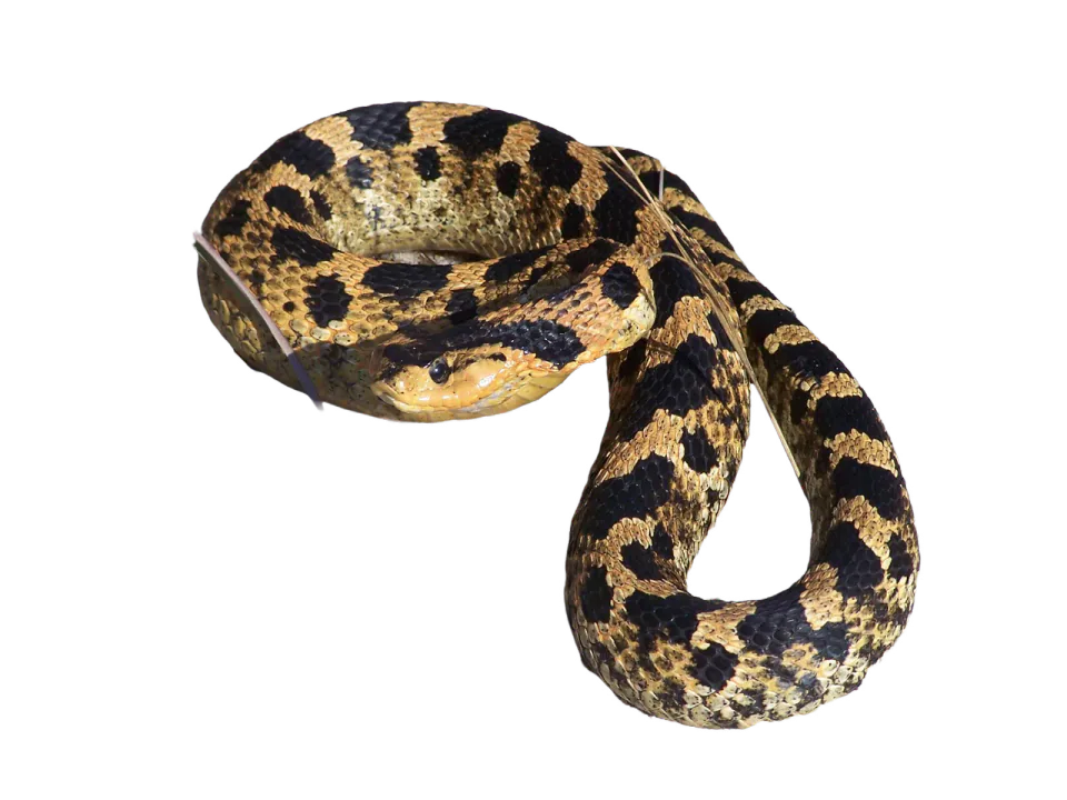 A patterned snake coiled on a pale background