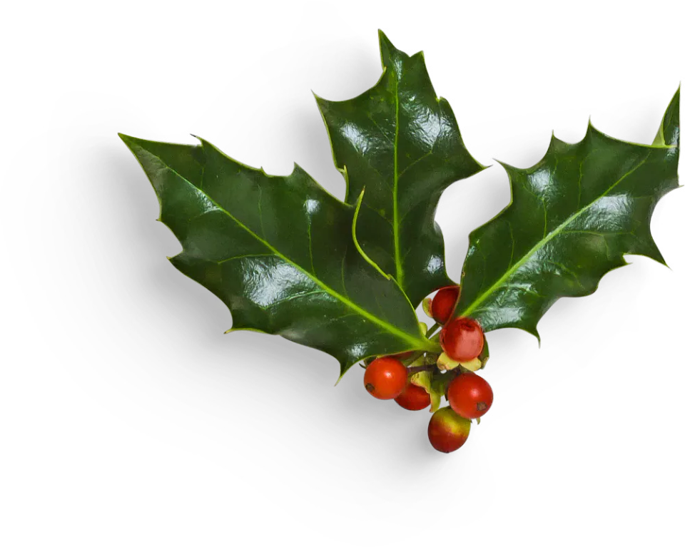 Green holly leaves with red berries.