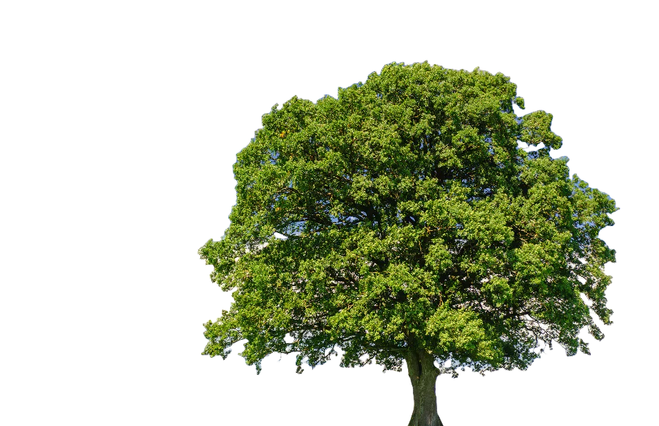 A leafy green tree