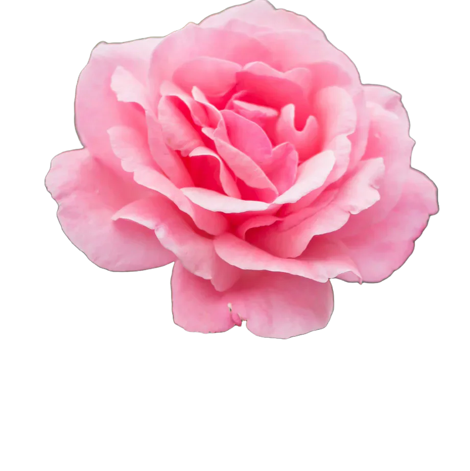 A pink rose used as a memorial illustration.