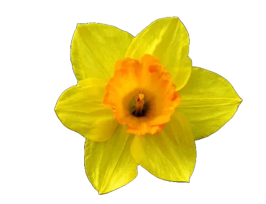 A yellow daffodil.
