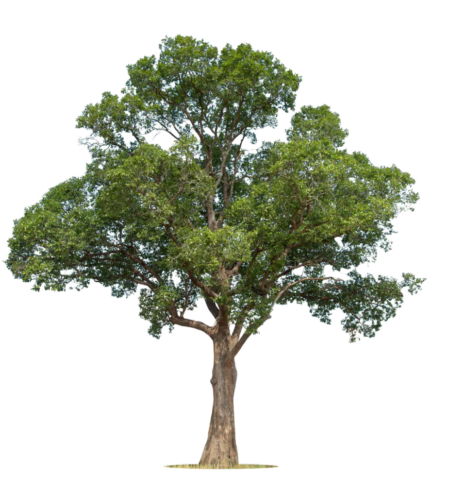 Large leafy tree