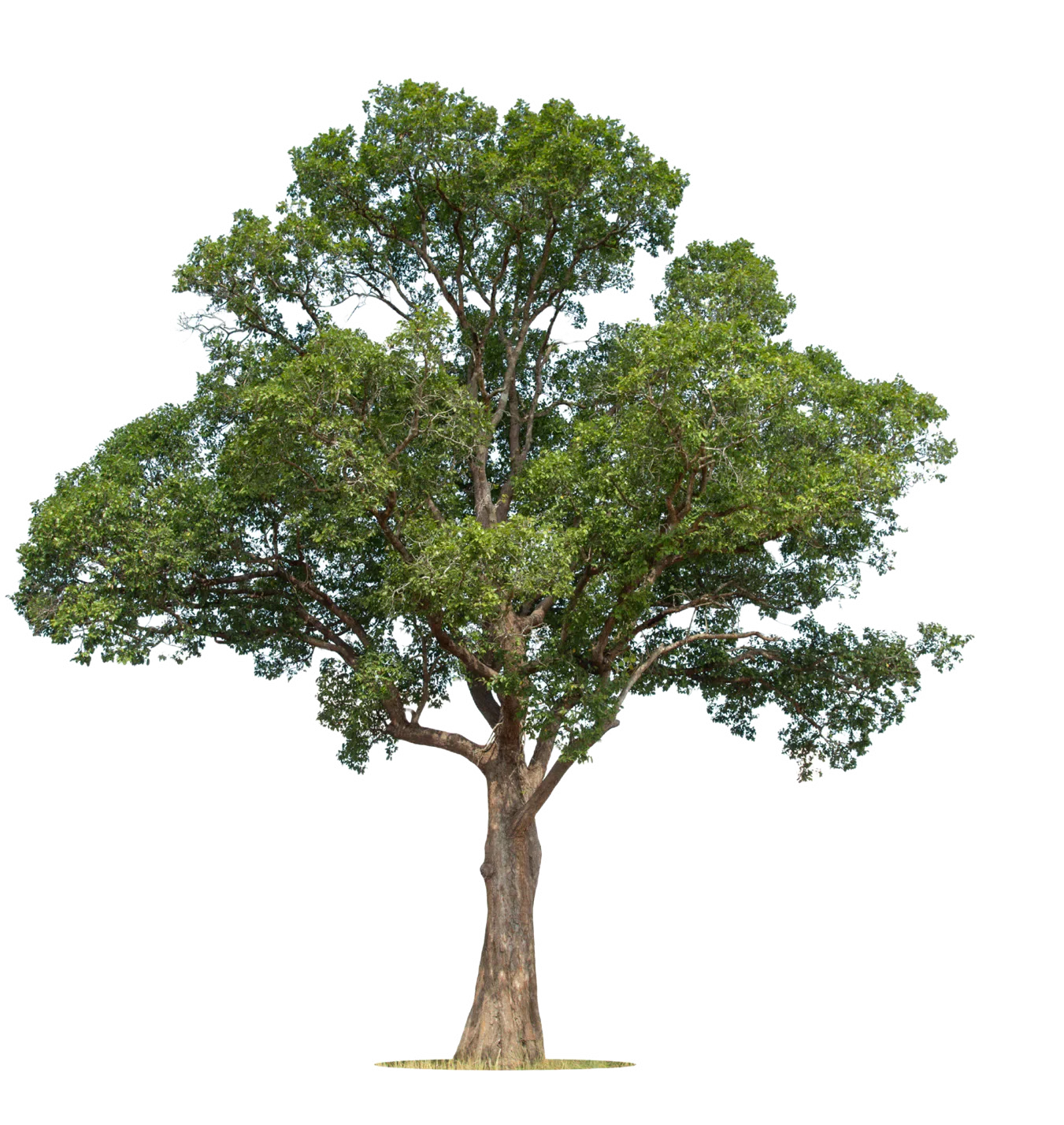 Large leafy tree