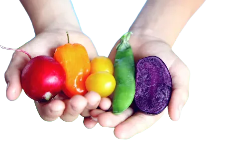 Hands holding assorted vegetables