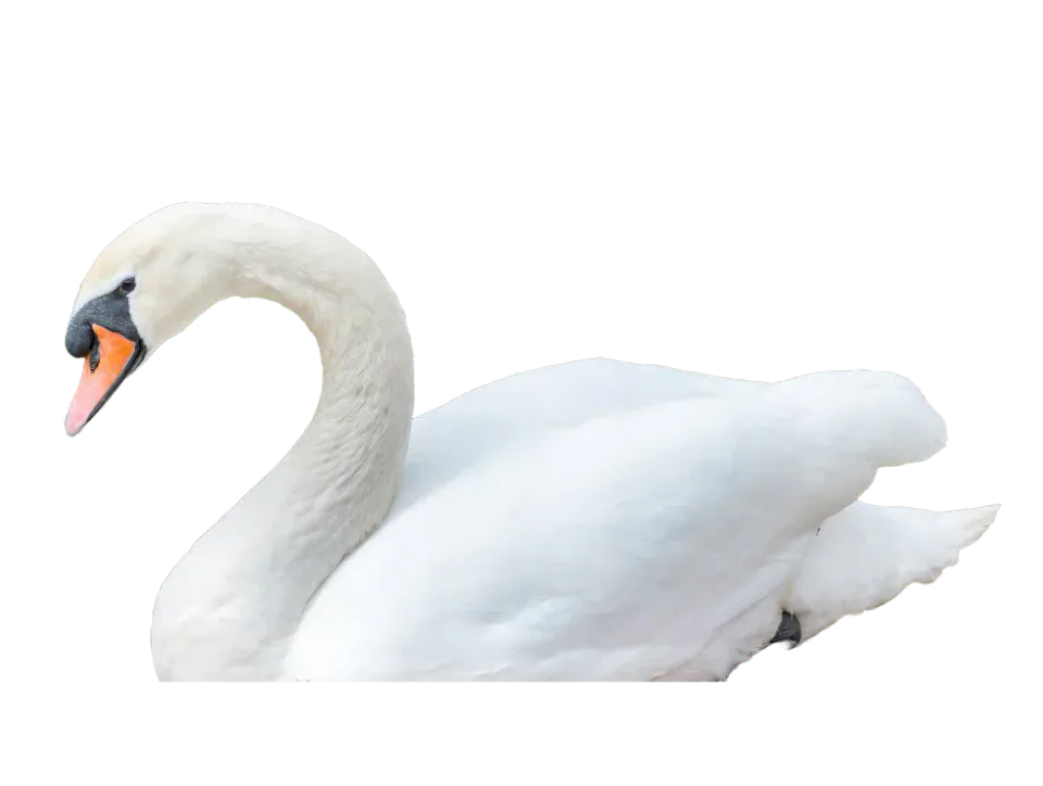 White swan