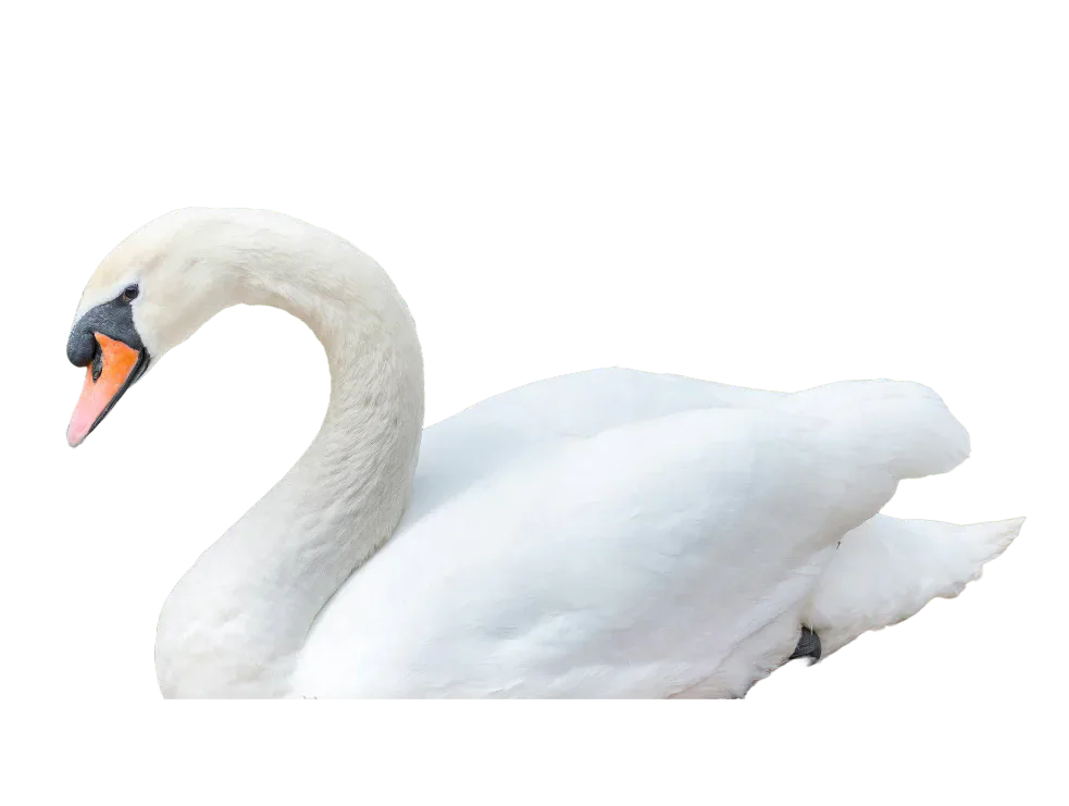 White swan