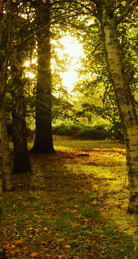 Autumn trees in Bute Park