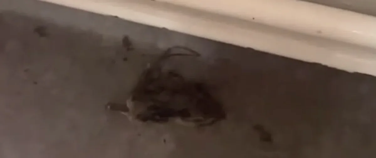 A rat found inside Senghennydd Court halls.