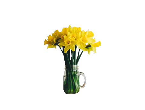 Yellow daffodils in a glass jug