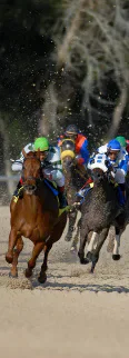 Racehorses and jockeys competing on a track.