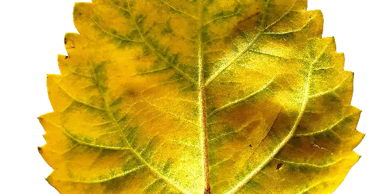 Autumn leaf