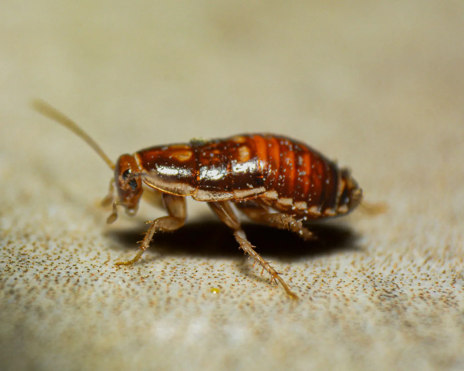 Image accompanying “Cockroach Infestation Found in Cardiff Student Flat, and Experts Warn the Problem is Getting Worse”