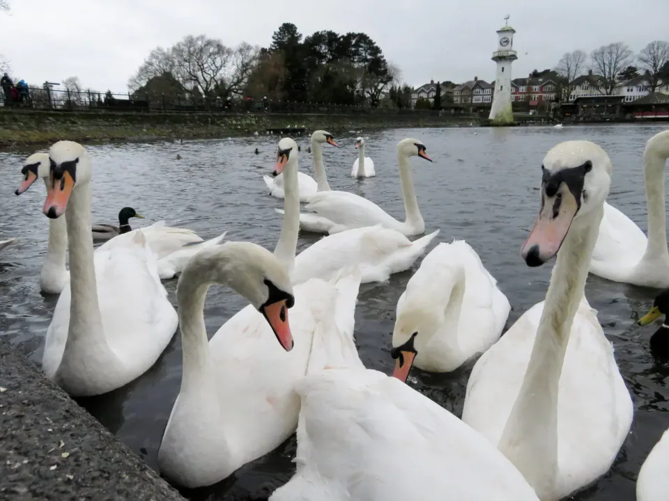 Image accompanying “Bird Flu Case Confirmed Amid Rising Bird Deaths in Cardiff”
