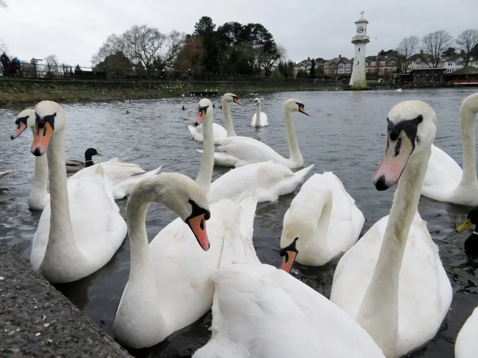 Image accompanying “Bird Flu Case Confirmed Amid Rising Bird Deaths in Cardiff”